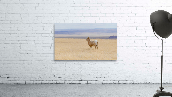 Bighorns in the Badlands Wall Preview