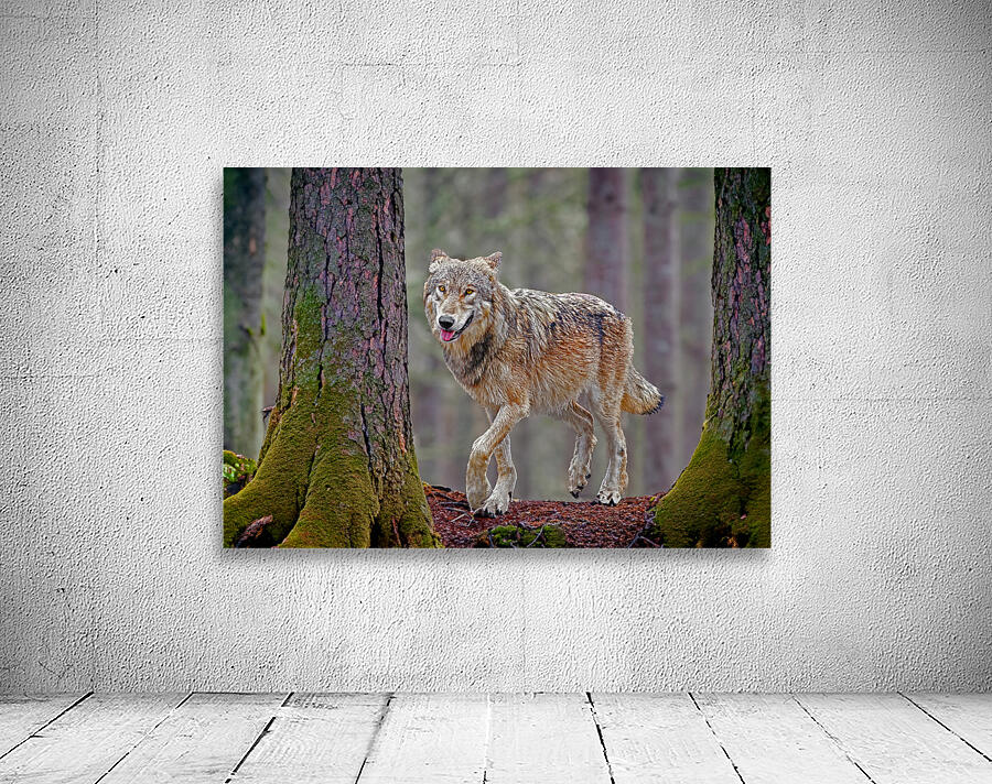 Call of the wild  Wall Preview