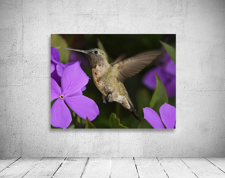 Hummer in the purple Wall Preview