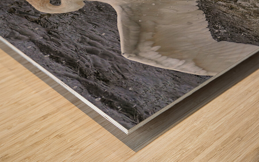 Battling Swans Wood print