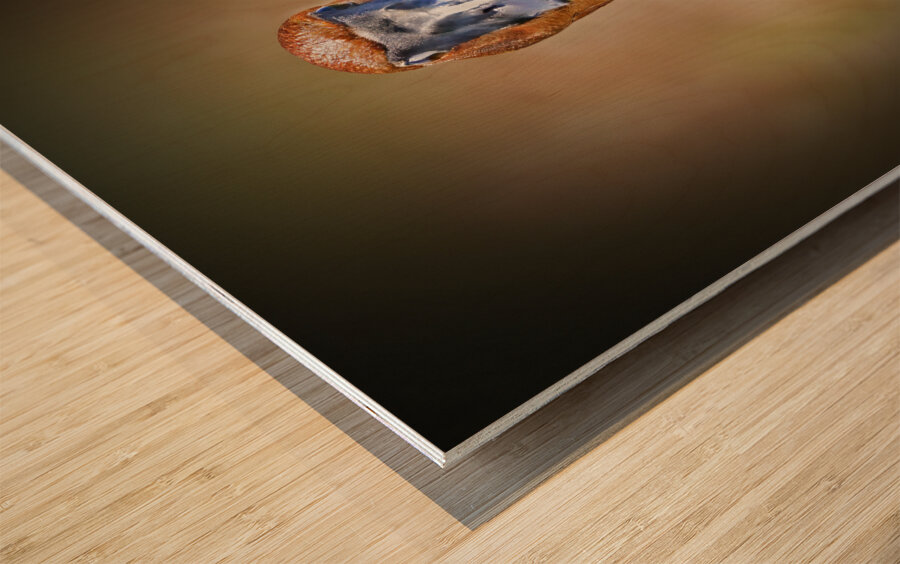 Foraging in the mud Impression sur bois