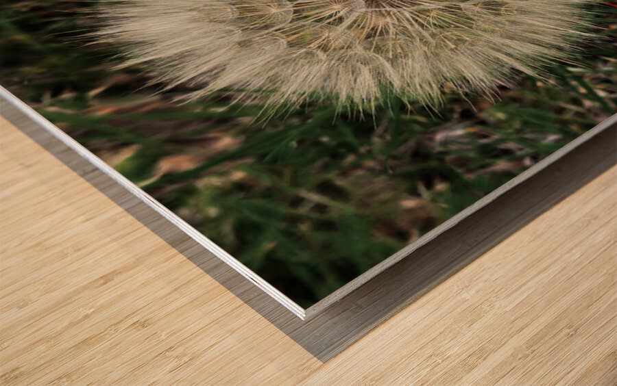 Dandelion Blow-ball Impression sur bois