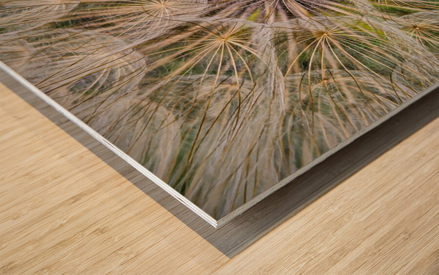 Dandelion Pappus Wood print