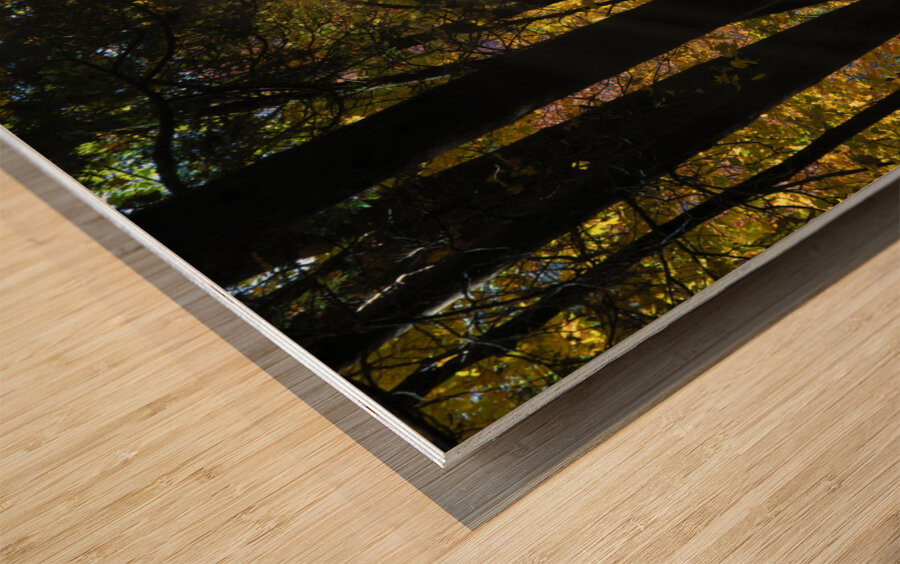 Falling leaves and beams  Wood print