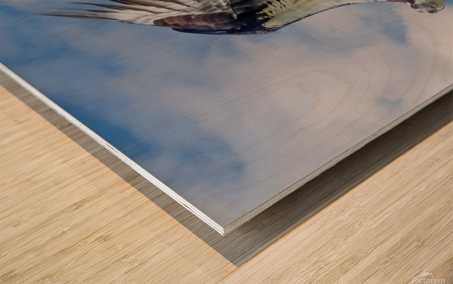 Osprey on the hunt Wood print