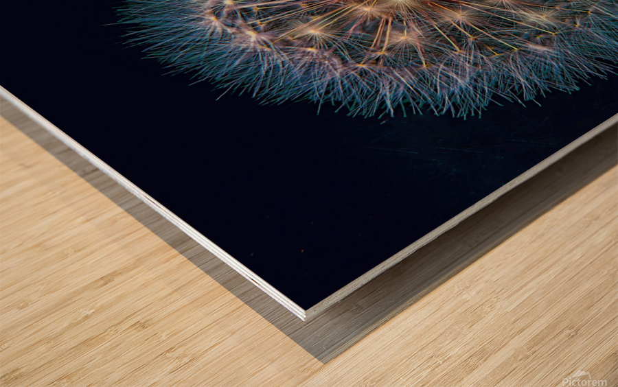Dandelion Burst Wood print