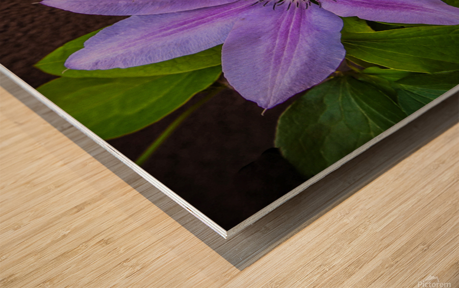 Clematis Flower Wood print