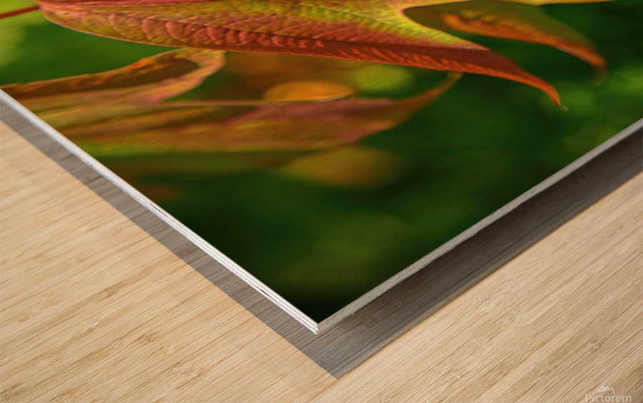 Viburnum sargentii Koehne Wood print