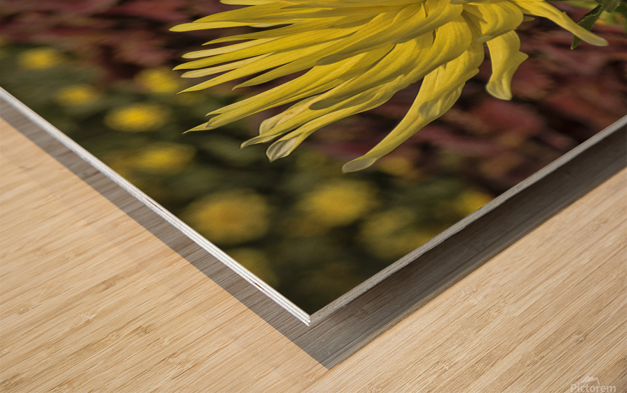 Yellow Dahlia Wood print