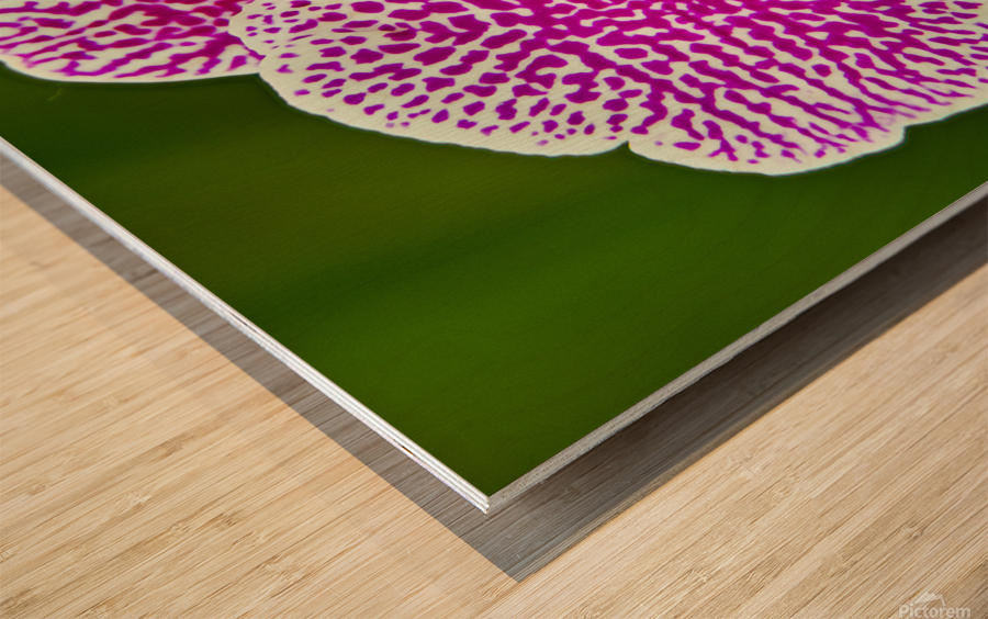 Pink Orchid Wood print