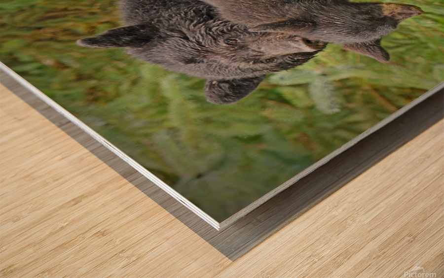 Mom and Cub Impression sur bois