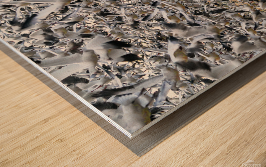 Lift Off  Wood print