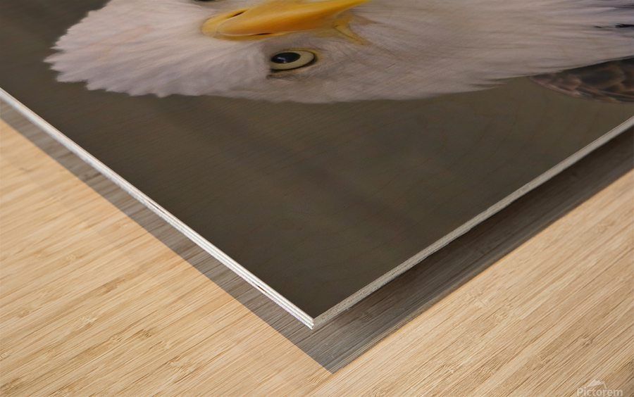 Bald eagle  Impression sur bois