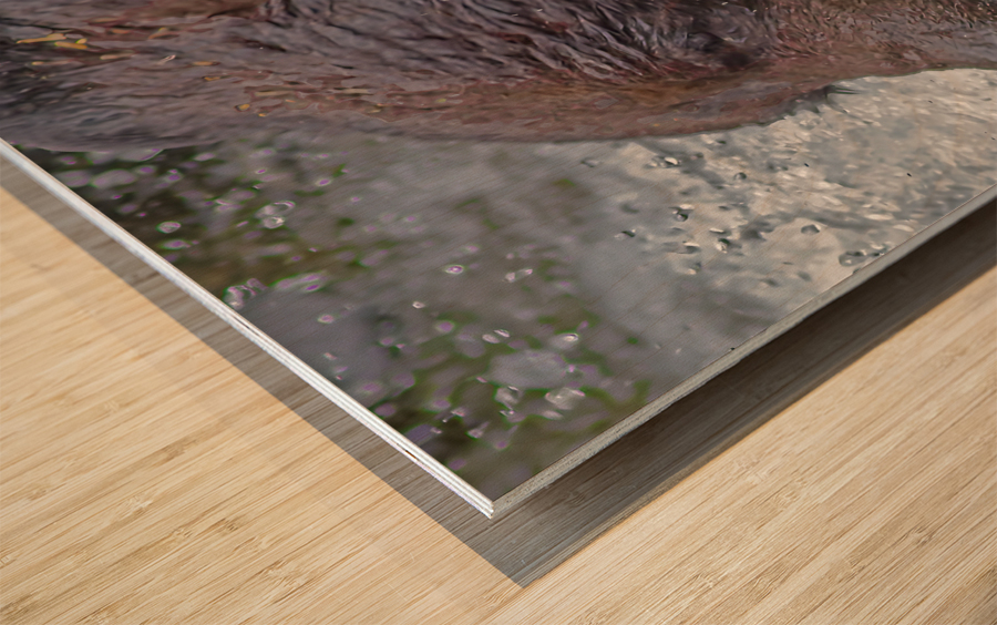 Grizzly bear and dinner Wood print