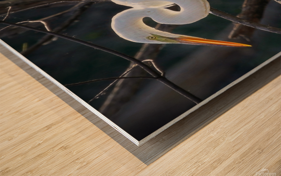 White egret Wood print