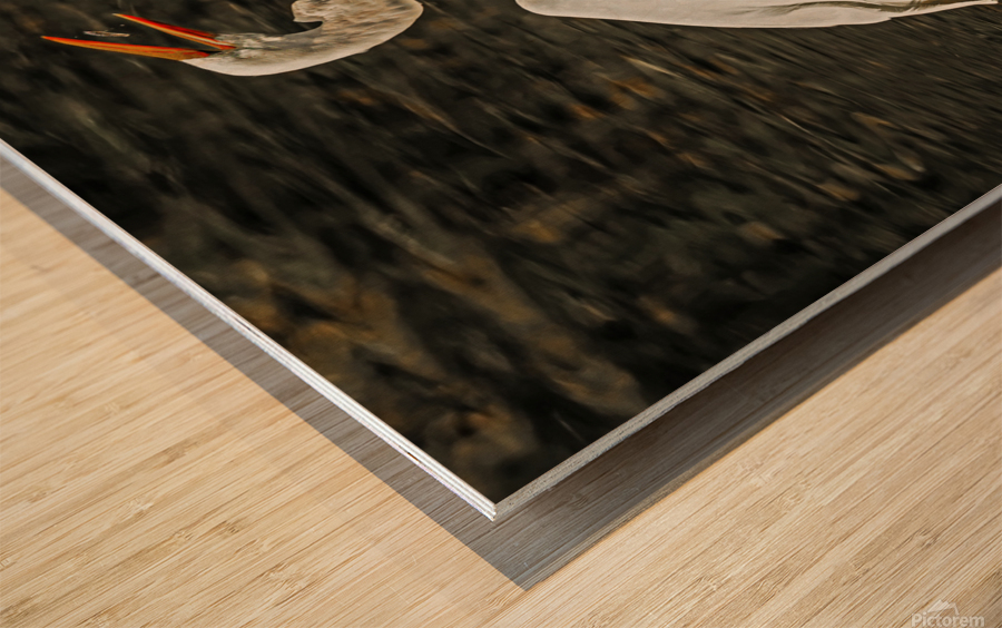 Egret fishing Wood print