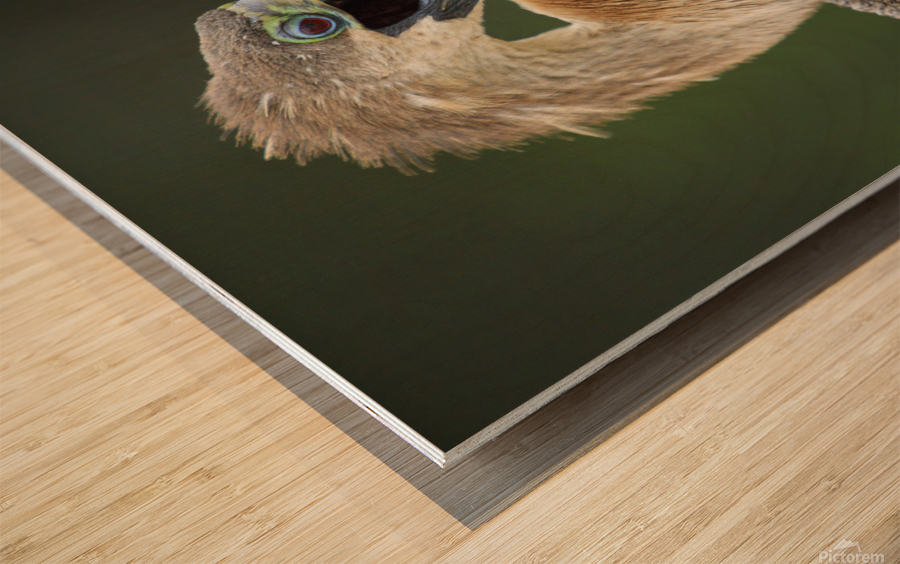 Juvenile Anhinga Impression sur bois