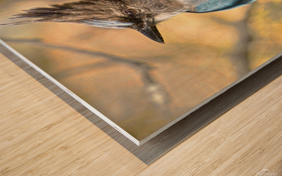 Steller Jay Wood print