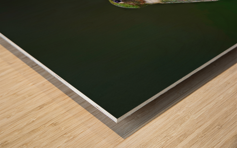 Ruby-throated hummingbird Impression sur bois