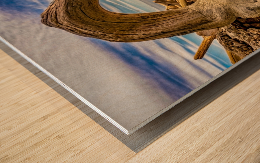Drift wood in Washington Wood print