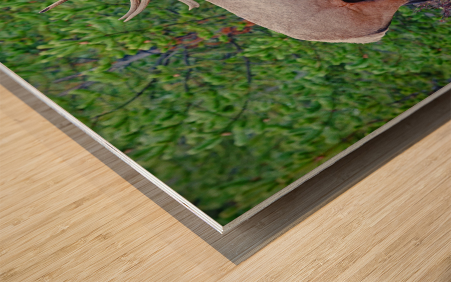 Alert call — bull elk Impression sur bois