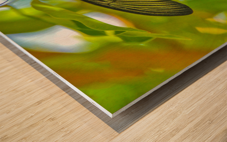 Scarlet Swallowtail Butterfly Wood print