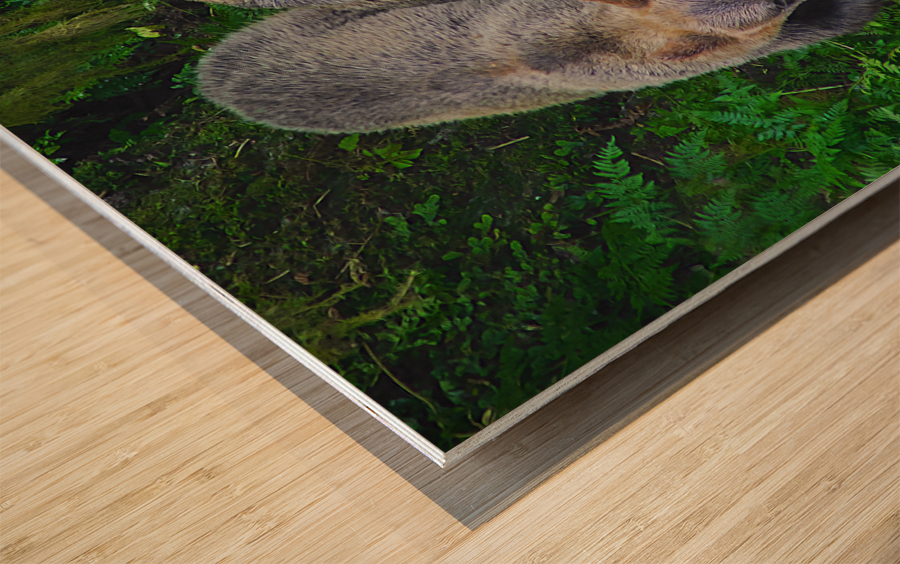 Alaskan Grizzly Bears Wood print