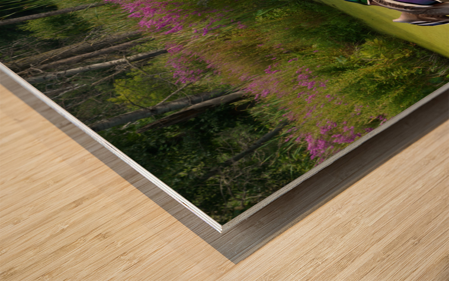 Mallard in flower pond Wood print