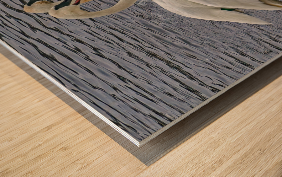 Hearty Swans Wood print