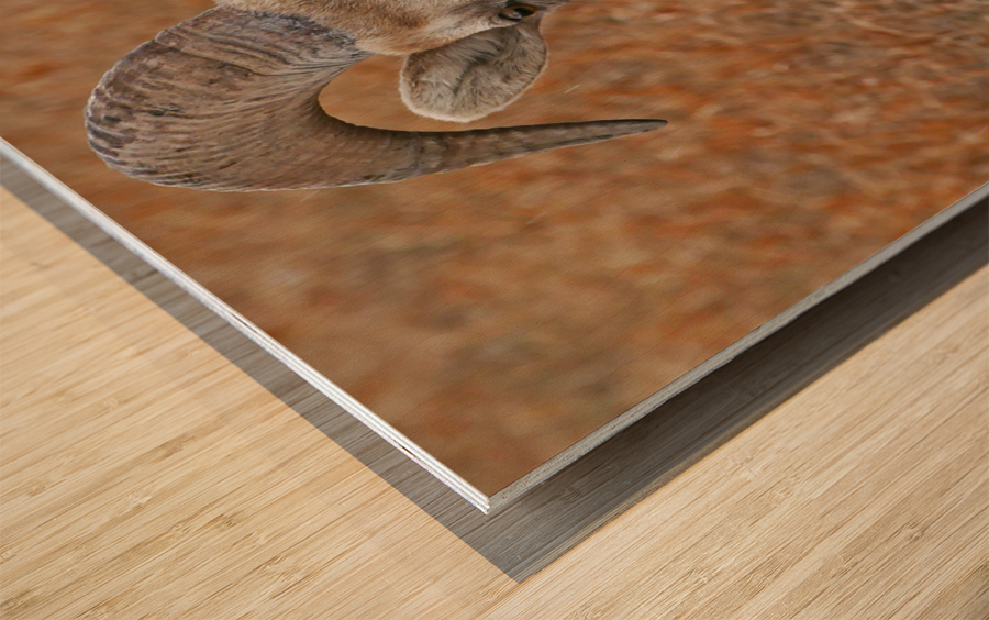 The look- bighorn sheep Impression sur bois