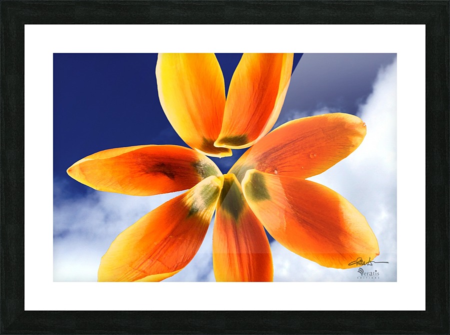 Sky Petals 3x2 Picture Frame print
