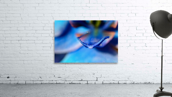BLOOM Wall Preview
