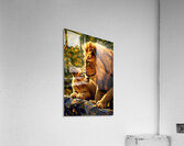 A Father s Kiss Lion Gicl e Print 231068 Acrylic Print