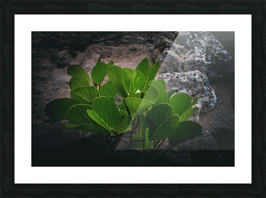  Fine Art print