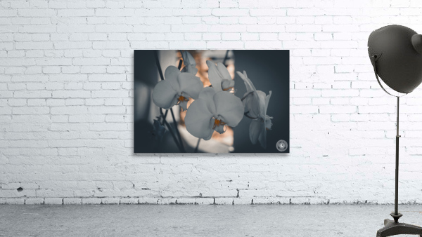 Harmonie Orchid Wall Preview