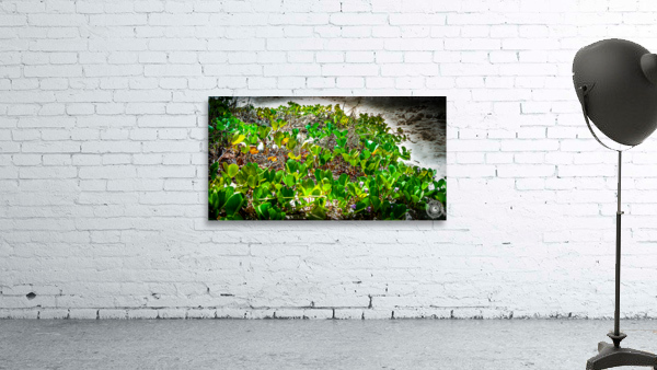 Green Beach Wall Preview