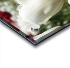 White Tulip Acrylic print