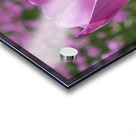 Pink Tulip Acrylic print