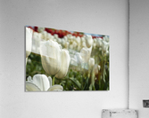 White Tulip Acrylic Print