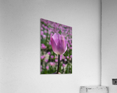 Pink Tulip Acrylic Print