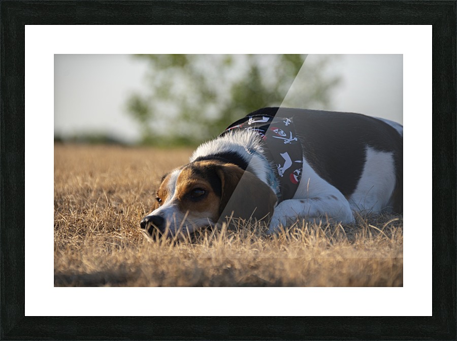 Resting Picture Frame print