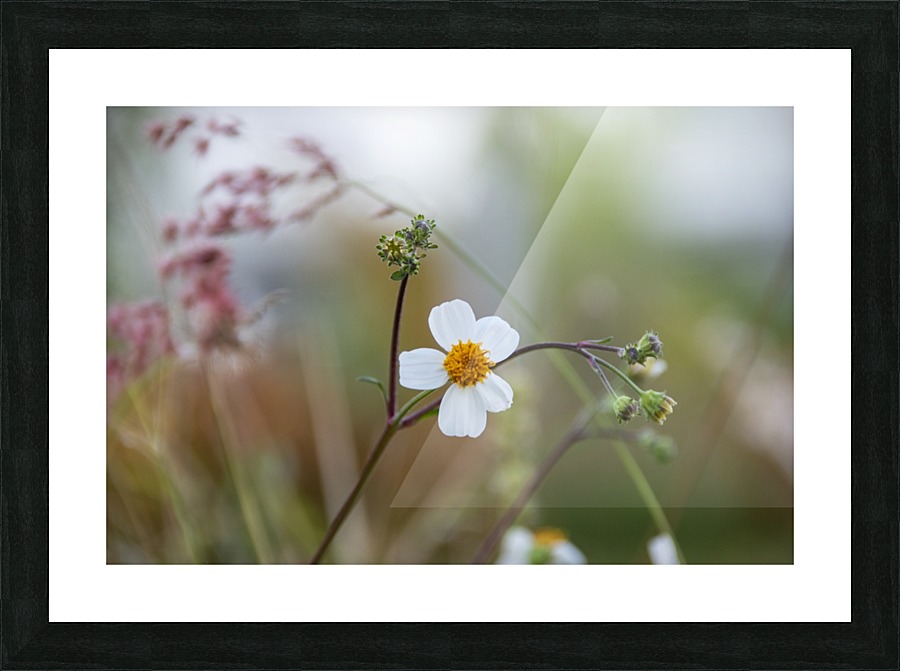 White Flower Picture Frame print