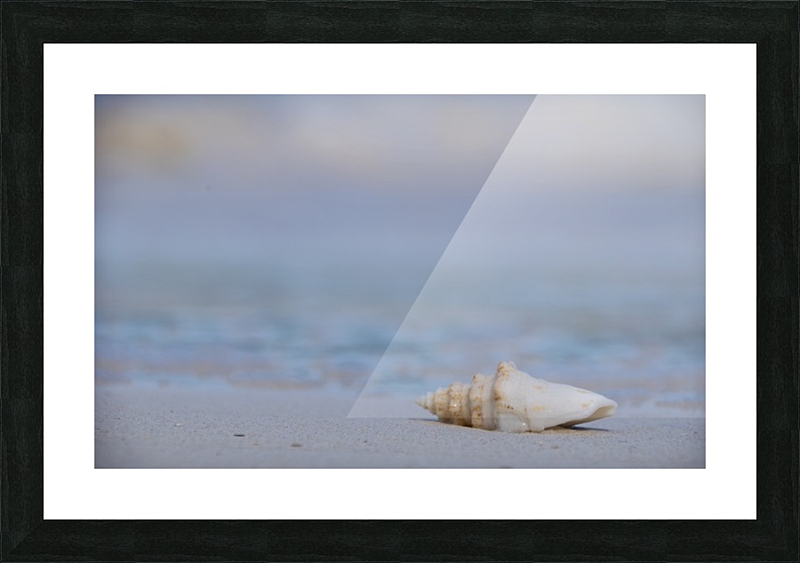 Sea Shell Tulum Picture Frame print