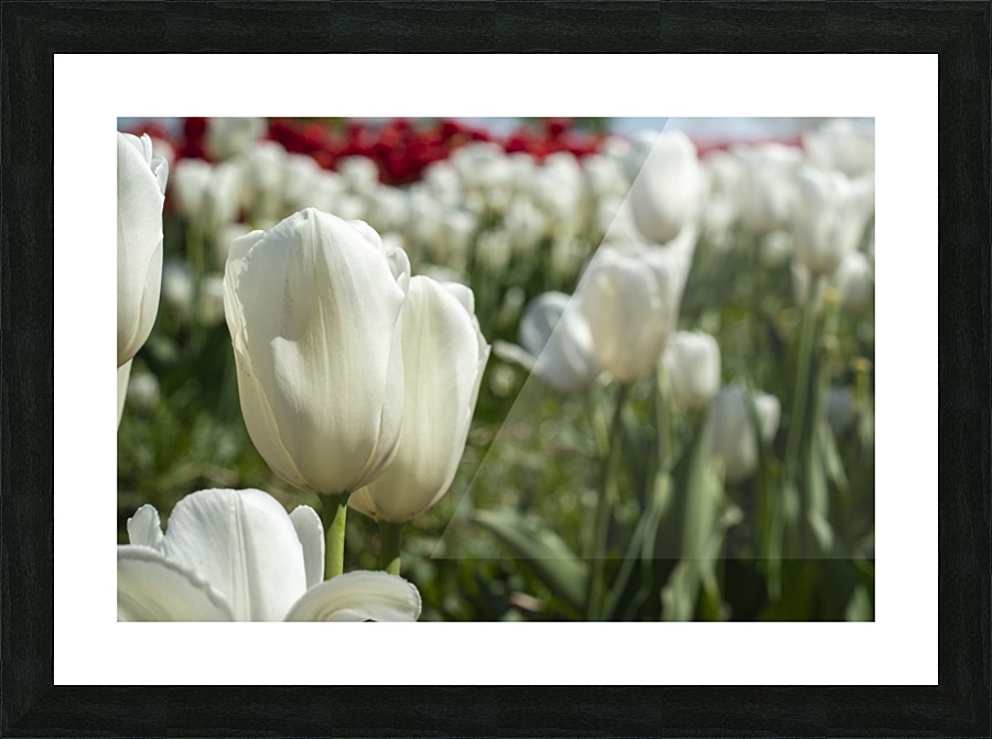White Tulip Picture Frame print