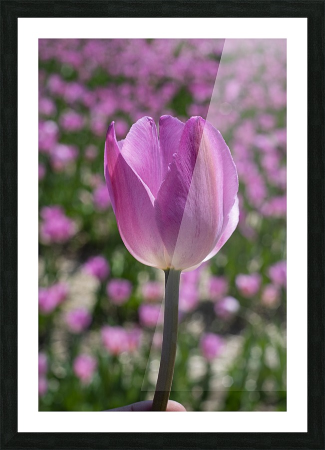 Pink Tulip Picture Frame print
