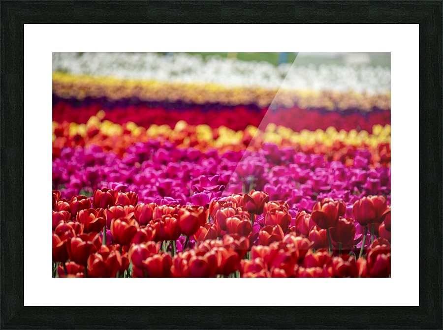 Tulips Picture Frame print