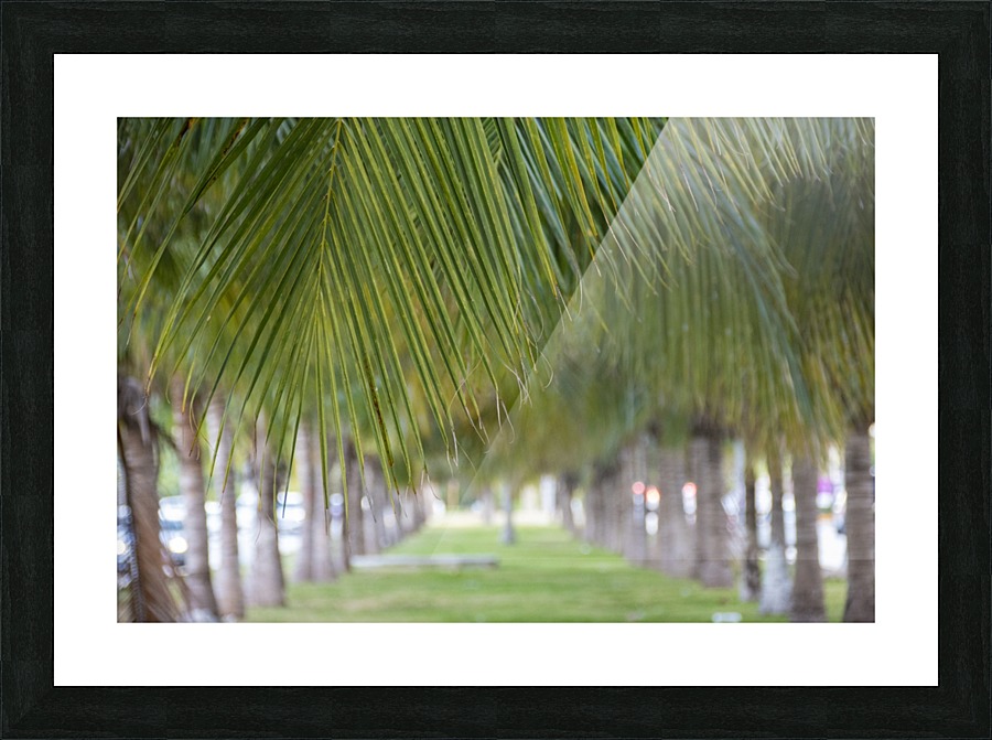 Palm trees Picture Frame print
