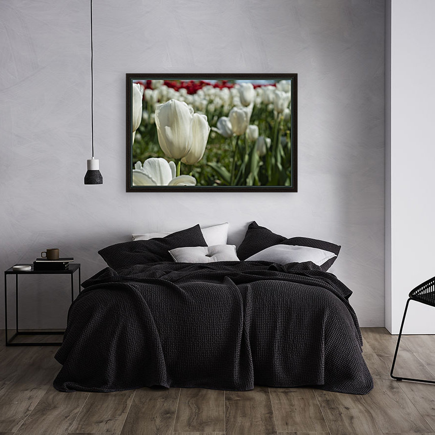 White Tulip Reproduction