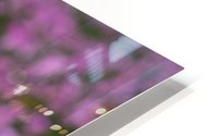 Pink Tulip HD Metal print