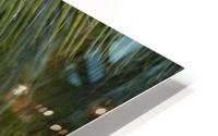 Palm trees HD Metal print
